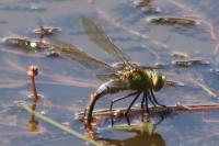 Anax imperator