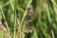 Gomphus pulchellus