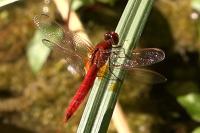 Crocothemis erythraea