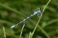 Coenagrion scitulum