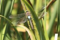 Anax parthenope