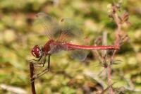 Sympetrum fonscolombii