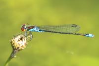 Erythromma viridulum