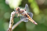 Libellula depressa