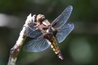 Libellula depressa
