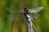 Libellula fulva