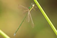 Lestes virens vestalis