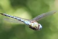 Aeshna affinis