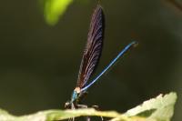 Calopteryx virgo
