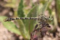 Onychogomphus forcipatus