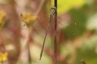 Lestes barbarus
