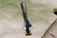 Erythromma lindenii