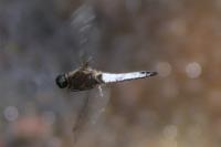 Libellula fulva