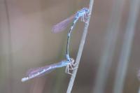 Coenagrion scitulum