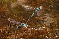 Coenagrion scitulum
