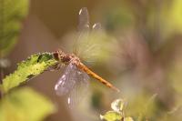 Sympetrum striolatum