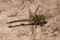 Ophiogomphus cecilia