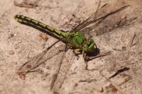 Ophiogomphus cecilia