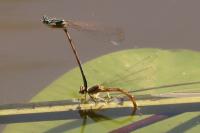 Platycnemis acutipennis
