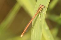 Platycnemis acutipennis