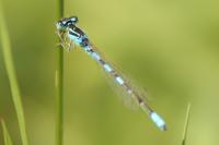 Coenagrion scitulum