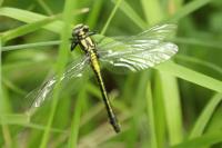 Gomphus vulgatissimus