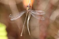 Chalcolestes viridis