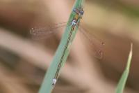 Lestes virens