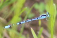 Enallagma cyathigerum