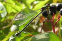 Chalcolestes viridis