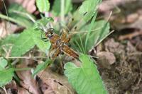 Libellula quadrimaculata