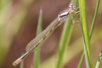 Coenagrion scitulum