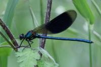 Calopteryx splendens