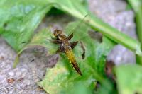 Libellula depressa
