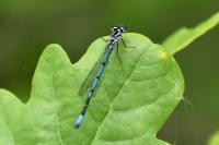 Coenagrion puella