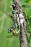 Brachytron pratense
