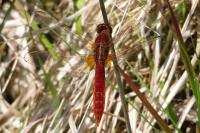 Crocothemis erythraea