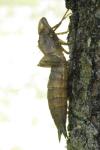 Anax imperator