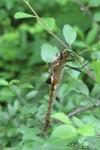 Epitheca bimaculata