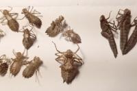 Leucorrhinia caudalis