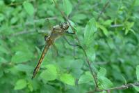 Epitheca bimaculata
