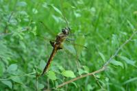 Epitheca bimaculata