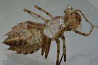 Leucorrhinia caudalis