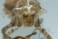 Leucorrhinia caudalis