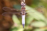 Libellula fulva