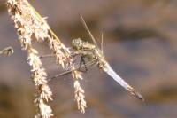 Orthetrum cancellatum