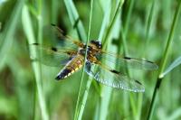 Libellula quadrimaculata