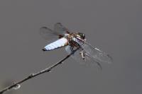Libellula depressa