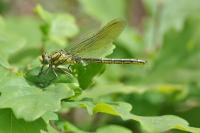 Gomphus pulchellus