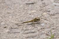 Orthetrum cancellatum